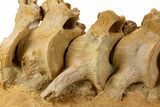 Fossil Plesiosaur (Zarafasaura) Cervical Vertebrae - Morocco #334778-1